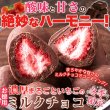 画像2: 酸味と甘さの絶妙なハーモニー!!【お徳用】濃厚まるごといちごのミルクチョコ250g (2)