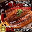 画像2: 日本ギフト大賞鹿児島県賞受賞!!国産特大うなぎ蒲焼き200g×2袋 (2)