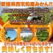 画像5: 皮むき不要で食べやすくシャリっと美味しい!!【訳アリ】皮むき冷凍みかん500g (5)