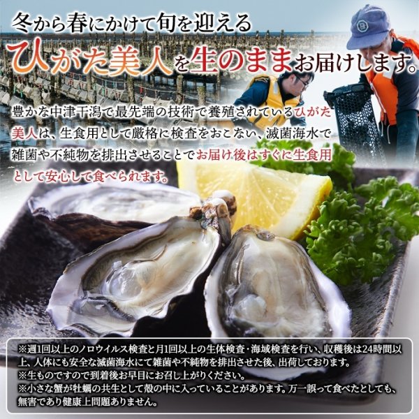 画像5: 【期間限定】喉ごしつるん!濃厚でクリーミィな大分県中津の殻付き生牡蠣!!ひがた美人500g (5)