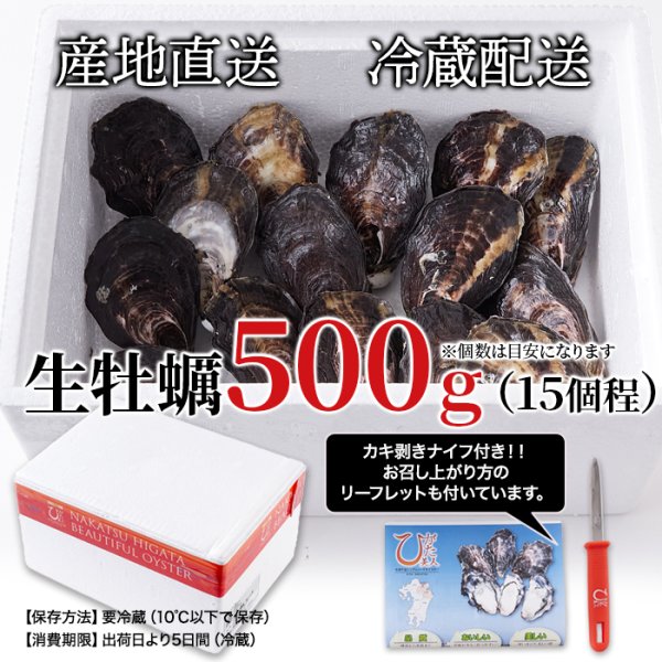画像3: 【期間限定】喉ごしつるん!濃厚でクリーミィな大分県中津の殻付き生牡蠣!!ひがた美人500g (3)