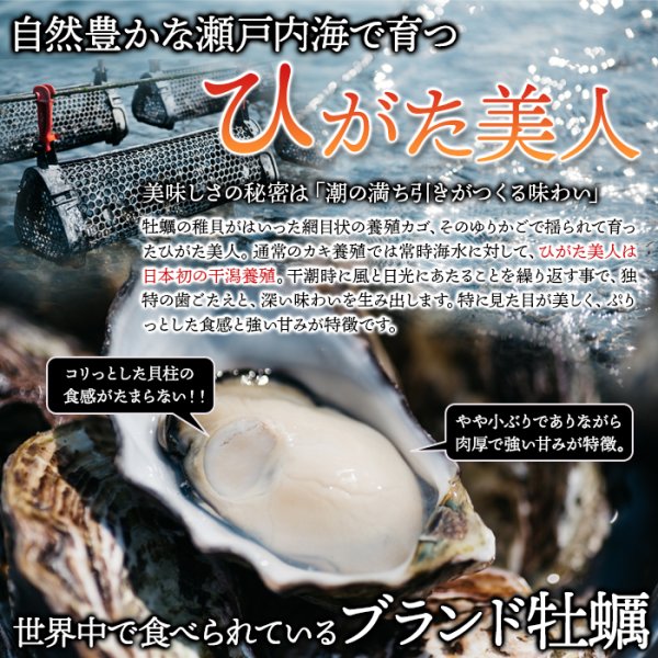 画像4: 【期間限定】喉ごしつるん!濃厚でクリーミィな大分県中津の殻付き生牡蠣!!ひがた美人500g (4)