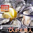 画像2: 【期間限定】喉ごしつるん!濃厚でクリーミィな大分県中津の殻付き生牡蠣!!ひがた美人500g (2)